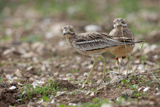 A peppermint playground for stone curlews