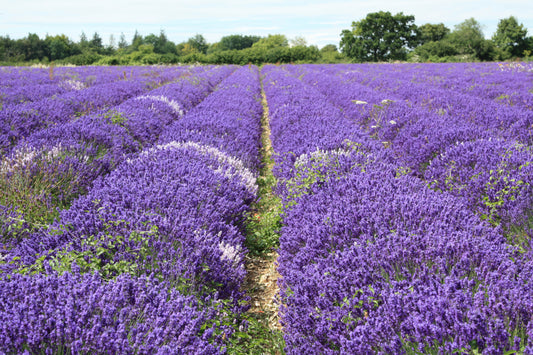 Summerdown peppermint and lavender essential oils tour
