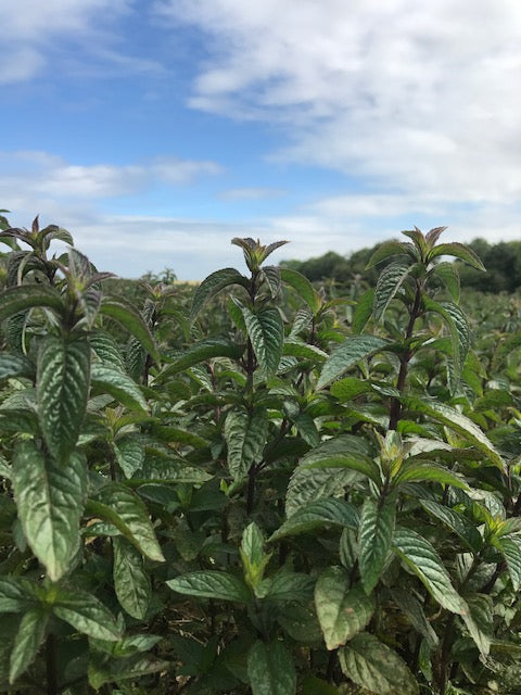 Pilates by the Peppermint