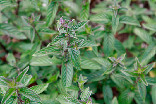 The cooling power of peppermint: nature’s wonder herb for heatwave days
