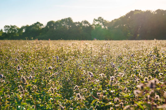 Pep up your Mint Monday with Summerdown