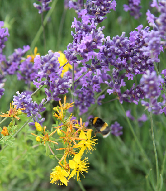 Summerdown Bee Experience